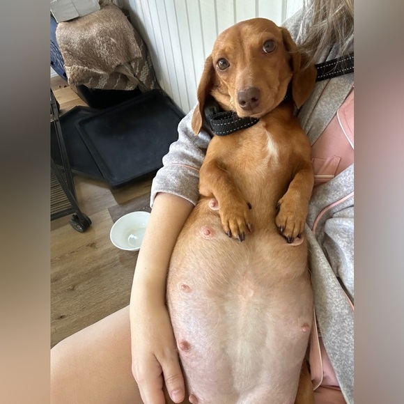 NEW Doxie-Rex T - Picture 10 of 12